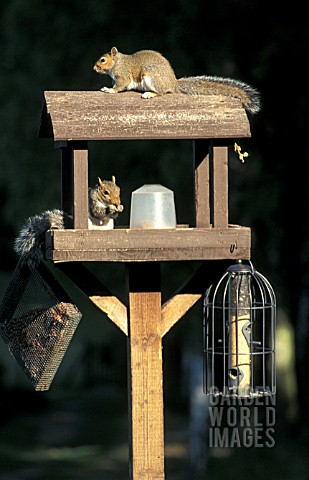SQUIRRELS_ON_BIRD_TABLE