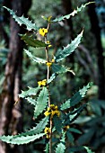 BERBERIS INSIGNIS