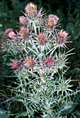 PTILOSTEMON AFER,  SYN. CIRSIUM DIACANTHUS.ONCE ITS SEED IS SET,  ITS DIES.