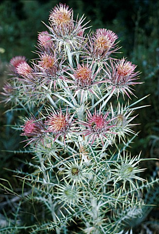 PTILOSTEMON_AFER__SYN_CIRSIUM_DIACANTHUSONCE_ITS_SEED_IS_SET__ITS_DIES