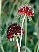 SCABIOSA ATROPURPUREA