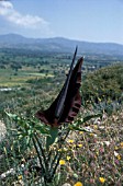 DRACUNCULUS VULGARIS,  FLOWER, WHOLE, PLANT