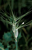 AEGILOPS,  GOAT GRASS