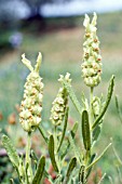 LAVANDULA VIRIDIS