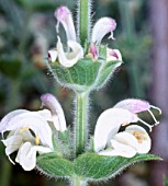 SALVIA ARGENTEA