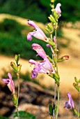 SALVIA BLANCOANA