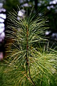 PINUS STROBUS, (EASTERN WHITE PINE, SHOWING FOLIAGE)