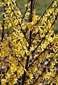 FORSYTHIA EUROPAEA