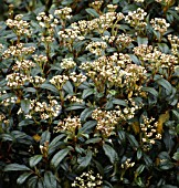 VIBURNUM JERMYNS GLOBE