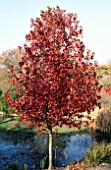 LIQUIDAMBAR STYRACIFLUA PALO ALTO, (SWEET GUM)