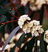 EUCALYPTUS GREGSONIANA