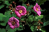 RUBUS ODORATUS,  FLOWERING RASPBERRY,  FLOWERS AND FRUIT