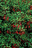 FUCHSIA MAGELLANICA ADRIGOLE