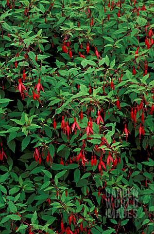 _FUCHSIA_MAGELLANICA_ADRIGOLE