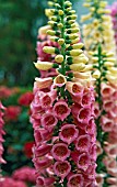 DIGITALIS PURPUREA EXCELSIOR HYBRIDS