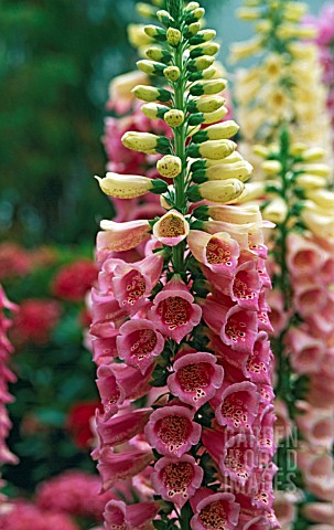 _DIGITALIS_PURPUREA_EXCELSIOR_HYBRIDS