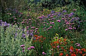 VERBENA BONARIENSIS,  PINK TINY FLOWERS ON LONG STEMS. AGAPANTHUS AND CROCOSMIA WITH GRASSES INBORDER.