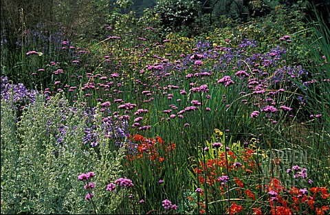 VERBENA_BONARIENSIS__PINK_TINY_FLOWERS_ON_LONG_STEMS_AGAPANTHUS_AND_CROCOSMIA_WITH_GRASSES_INBORDER