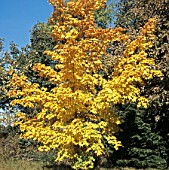 ACER CAPPADOCICUM AUREUM