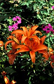 LILIUM,  ENCHANTMENT,  LILY,  GROWING OUTDOORS