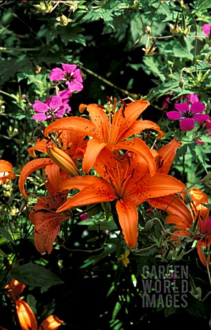_LILIUM__ENCHANTMENT__LILY__GROWING_OUTDOORS