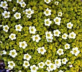 SAXIFRAGA CLOTH OF GOLD