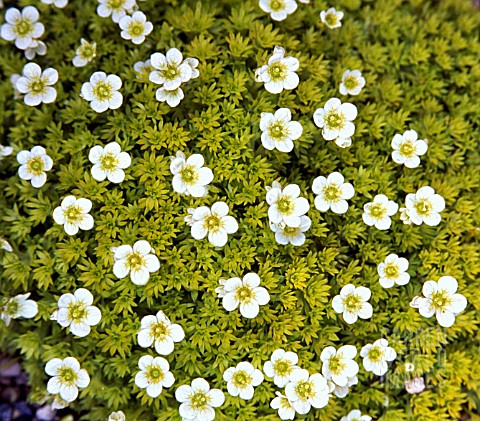 SAXIFRAGA_CLOTH_OF_GOLD