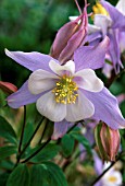 AQUILEGIA BLUEBIRD