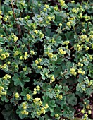 ALCHEMILLA ERYTHROPODA (AGM), (DWARF LADYS MANTLE)