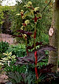 RHEUM PALMATUM VAR. TANGUTICUM