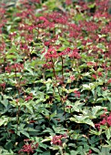 FILIPENDULA PURPUREA, (AGM), (SYN. FILIPENDULA PALMATA PURPUREA)