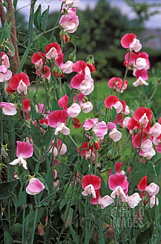 LATHYRUS_ODORATUS_PAINTED_LADY_SWEET_PEA_PAINTED_LADY