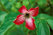 CLEMATIS VITICELLA,  TANGO