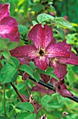 CLEMATIS,  MINISEEIK