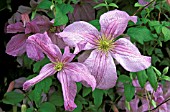 CLEMATIS,  EMILIA PLATER.