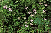 CLEMATIS VITICELLA,  LITTLE NELL.