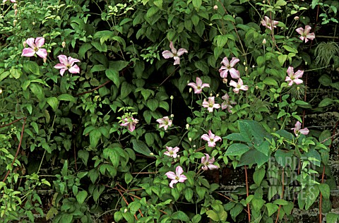 CLEMATIS_VITICELLA__LITTLE_NELL