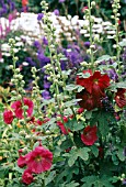 ALCEA FICIFOLIA, (FIGLEAF HOLLYHOCK HAPPY LIGHTS)