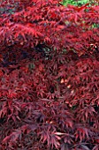 Acer palmatum Suminagashi