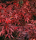 Acer palmatum Suminagashi