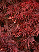 Acer palmatum Suminagashi