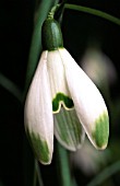 GALANTHUS VIRIDAPICE