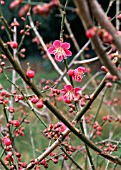 PRUNUS MUME BENI-CHIDORI