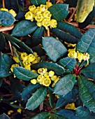 BERBERIS JULIANAE