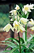 FRITILLARIA RADDEANA