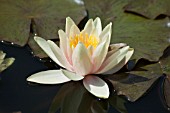 NYMPHAEA,  PAUL HARIOT,  WATER LILY,  MID SUMMER