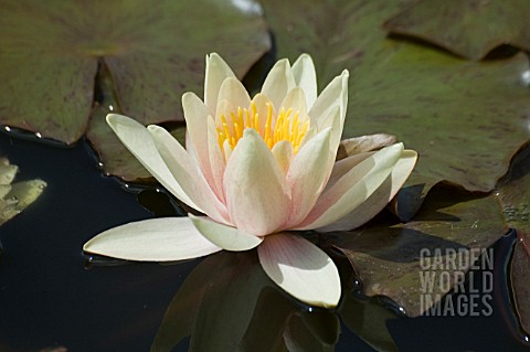 NYMPHAEA__PAUL_HARIOT__WATER_LILY__MID_SUMMER