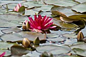 NYMPHAEA,  ESCARBOUCLE,  WATER LILY,  MID SUMMER,  BURNBY HALL GARDENS,  POCKLINGTON,  EAST YORKSHIRE