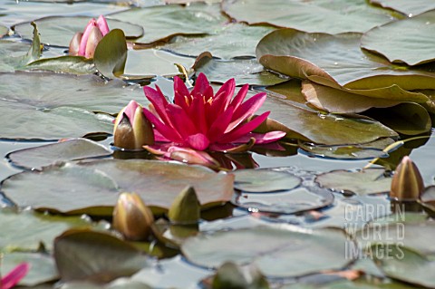 NYMPHAEA__ESCARBOUCLE__WATER_LILY__MID_SUMMER__BURNBY_HALL_GARDENS__POCKLINGTON__EAST_YORKSHIRE