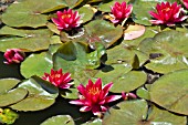 NYMPHAEA,  ESCARBOUCLE,  WATER LILY,  MID SUMMER,  BURNBY HALL GARDENS,  POCKLINGTON,  EAST YORKSHIRE